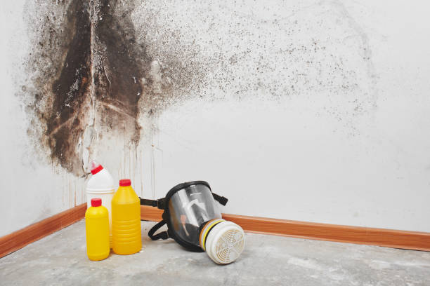 Best Crawl Space Mold Removal  in Old Brookville, NY
