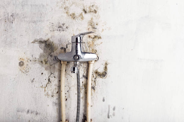 Best Best Mold Removal Companies  in Old Brookville, NY
