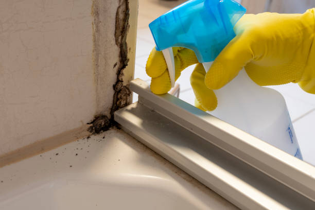 Best Commercial Mold Removal  in Old Brookville, NY