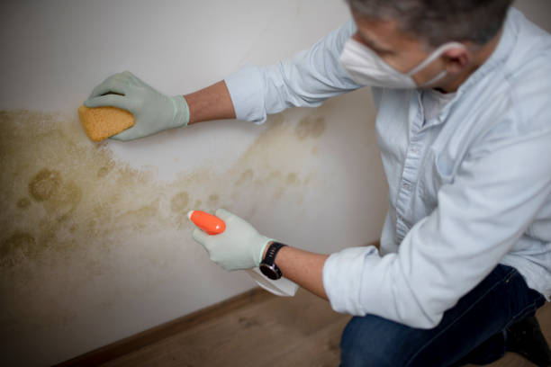 Best Attic Mold Removal  in Old Brookville, NY