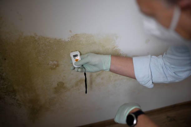 Attic Mold Removal in Old Brookville, NY