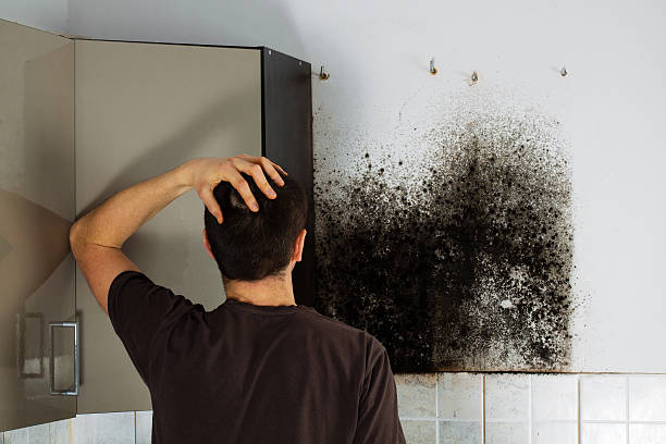 Best Fast Mold Removal  in Old Brookville, NY