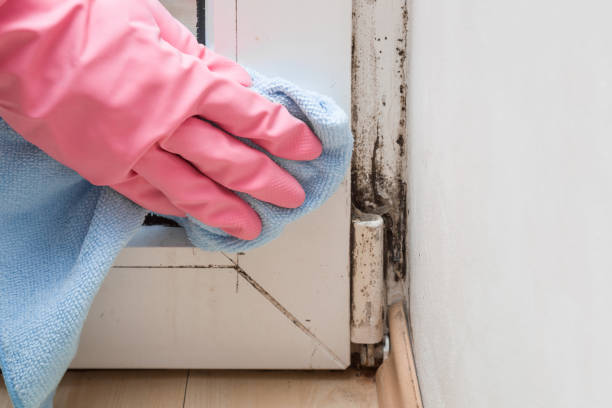 Best Mold Testing  in Old Brookville, NY