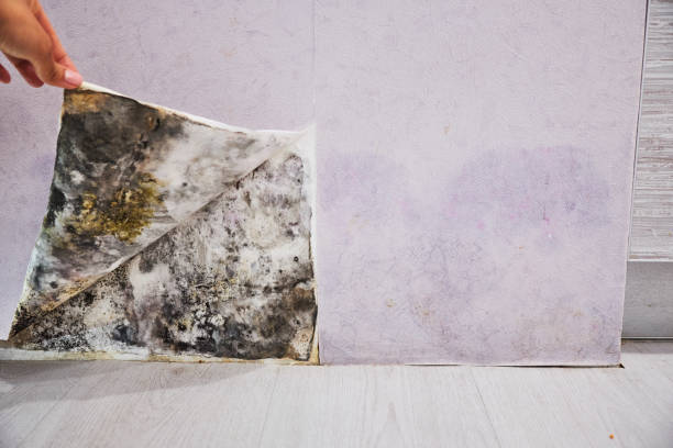 Mold Testing and Removal in Old Brookville, NY